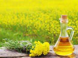 Check spelling or type a new query. Know The Benefits Of Mustard Oil Or Sarson Ka Tel For Your Skin Hair And Health Health Tips And News