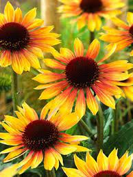 Walmart.com has been visited by 1m+ users in the past month Echinacea Evening Glow Bluestone Perennials