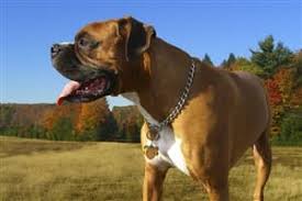 Estimate how big fido will grow to be here! Boxer Dog Information Center Proper Feeding Food Issues