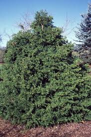 Image result for Buchnera usuiensis