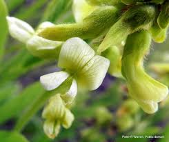 Image result for Eriosema pumilum