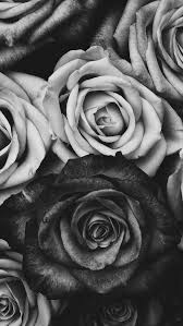 Schone Schwarze Rosen Beautifulgarden Gardens Gardendesign Black Background Wallpaper White Background Wallpaper Black And White Wallpaper