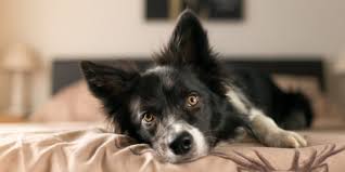 Bei mir gibt es daher 2 dinge, damit ich nicht jeden tag die bettwäsche wechseln muss, oder wahlweise auf einem fellteppich schlafe. Hund Im Bett Hunde Kausnacks Magazin