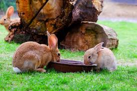 Kaninchen haben einen dünnwandigen magen und einen langen darm, der nur eine geringe peristaltik aufweist. Zwei Braune Kaninchen Trinken Wasser Im Garten Stockfoto Bild Von Durstig Augen 156822806
