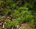 Image result for Gleichenia polypodioides