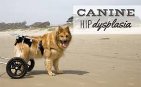 Arthritis In Dogs Symptoms Promising Treatment Options Caninejournal Com