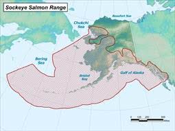 What are another words for oncorhynchus nerka? Sockeye Salmon Species Profile Alaska Department Of Fish And Game