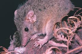 Is It A Rat The Australian Museum