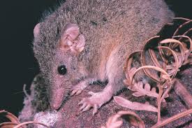 Common rat species there are two main types of rats that cause concern in australia. Is It A Rat The Australian Museum
