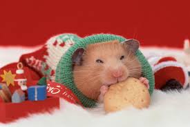 Quels Cadeaux Pour Mon Petit Rongeur Nac Magazine