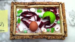 Maybe you would like to learn more about one of these? Megan Tina Plant Cell Edible Model Youtube