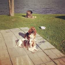Marguerite And Georgette Bassets Hounds Basset Hound Hound Basset