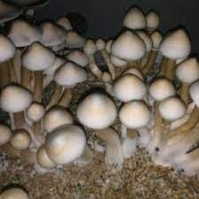 Pin On Shrooms