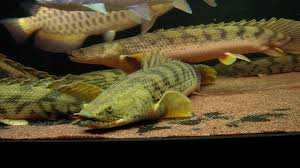 ポリプテルス 飼育 ブログ