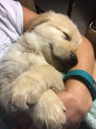 Sleeping Golden Retriever Puppy Bestdogbreeds Goldenretrievercute Goldenretrieverpuppy Retriever Puppy Dogs Golden Retriever Golden Retriever Puppy