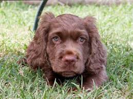 Image result for sussex španěl