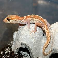 Image result for Alectra picta