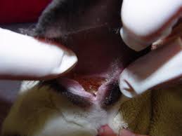 Image result for scabies rabbits ears