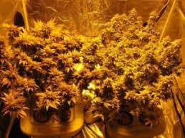 The reason for this, is that at the warm white color temperature, the ratio of wavelengths is ideal for plants. Does The Color Of Light Affect Plant Growth Greenhouse Today