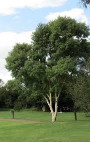 Image result for Heteropyxis natalensis