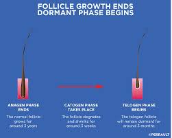 The last phase, telogen, is also referred to as the resting phase. Hair Growth Cycle Gl Perrault Md Hair Loss And Hair Restoration