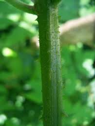 Image result for Lantana tiliifolia