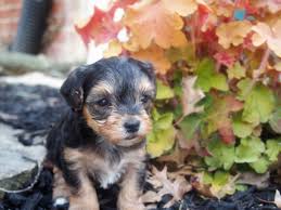 Teacup chihuahua puppies for sale. Angels Yorkies Designer Puppies