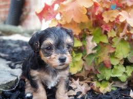 These puppies are raised in our home. Angels Yorkies Designer Puppies