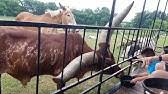 The highly rated dutch creek farm animal park was our one big adventure in the area and it didn't disappoint. Dutch Creek Farm Animal Park Youtube
