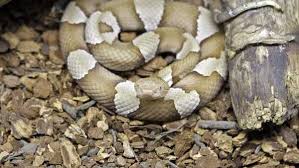 Whether coiled or stretched out, they can quickly and accurately strike. Watch Out It S Copperhead Birthing Season Officials Warn