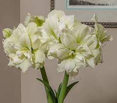 Amaryllis Marilyn White Flower Farm Amaryllis Flowers Amaryllis