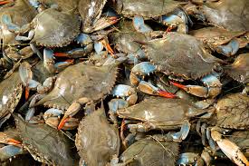 Find the perfect live seafood stock photo. Wild Hardshell Crabs Citarella