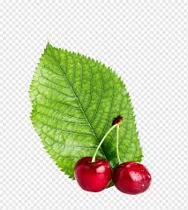 Cereja Cartaz Comida Leite Cereja Alimentos Naturais Comida Folha Png Pngwing Significado de cerejeira no dicio, dicionário online de português. cereja cartaz comida leite cereja