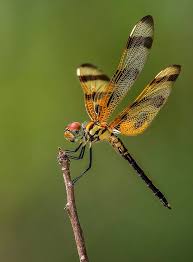 Black And Yellow Dragonfly With Green Eyes Yellow Dragonfly Dragonfly Dragonfly Insect Dragonfly Photos
