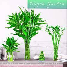 Después de decorar una habitación, seguro que podrá utilizar estos muebles durante muchos años. Mini Oramental Decoracion Interior Drcaena Planta De Bambu De La Suerte Torre Recta En Espiral Plantas De Bambu De La Suerte Venta Al Por Mayor Buy Bambu De La Suerte Luckybamboo Venta Al Por Mayor Luckybamboo Planta Product