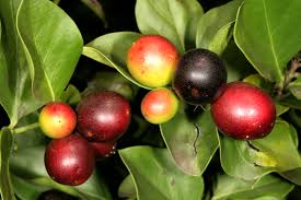 Image result for Carissa spinarum