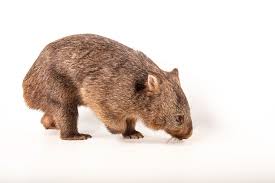 Image result for Common wombat