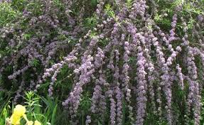 Sommerflieder Schneiden So Geht S Richtig Sommerflieder Flieder Garten Pflanzen