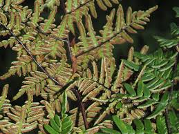 Image result for Cheilanthes quadripinnata