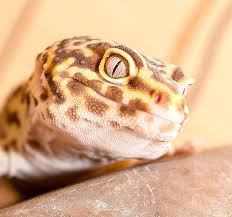 Are snake eyes like human eyes? Hd Wallpaper Reptile Animal Gecko Lizard Snake Eyes Leopard Gecko Wallpaper Flare