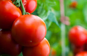 Only 40 days for christmas. Kroysma Ioy Ths Kastanhs Rytidwshs Twn Karpwn Tomatas Sto Hrakleio Agrotypos