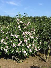 ❶ zunächst heben sie das pflanzloch aus. Hibiscus Syriacus Lady Stanley Rosen Eibisch Gartenhibiskus Strauch Eibisch Den Mulder Boomteelt