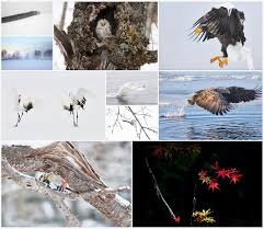 We need faithful pastors to do the hard, slow work of shepherding camels. Martin Bailey Photography Martin S Personal Top Ten Photographs For 2020 Podcast 729