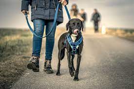 Maybe you would like to learn more about one of these? What Equipment Should I Use When Teaching My Dog Or Puppy To Walk On A Leash Rspca Knowledgebase