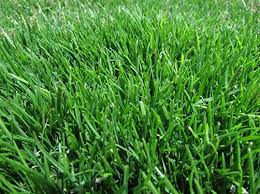 Check spelling or type a new query. Amazon Com Emerald Zoysia Zoysia Emerald Grass Seeds 1 8 Lb Garden Outdoor