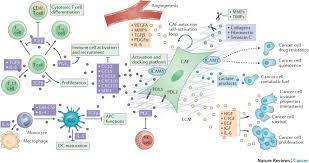 The Biology And Function Of Fibroblasts In Cancer Nature Reviews Cancer