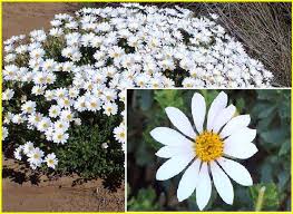 Image result for Dimorphotheca cuneata