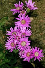 Image result for Senecio speciosus