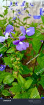 Image result for Barleria cristata