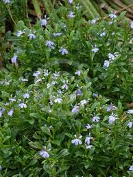 Image result for Lobelia anceps